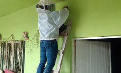 Retira Protección Civil cuatro panales de abejas en diferentes domicilios de Rioverde