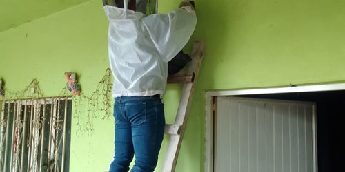 Retira Protección Civil cuatro panales de abejas en diferentes domicilios de Rioverde