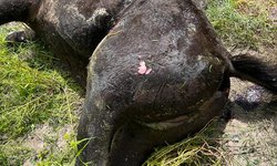 Matan tres caballos que dañaban cultivos en La Boquilla: La FGE investiga