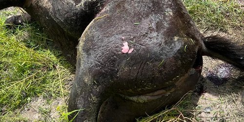 Matan tres caballos que dañaban cultivos en La Boquilla: La FGE investiga