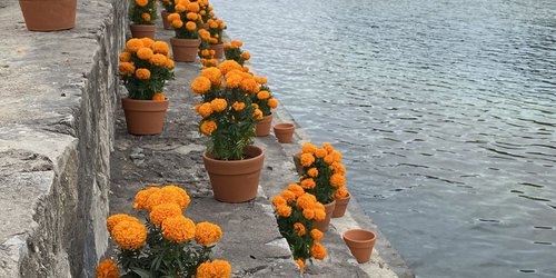 Cientos de macetas de cempasúchil decoran el parque Colosio, en Ciudad Valles