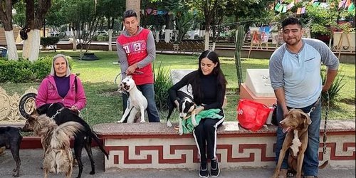 Buscan hogar para perritos y gatitos rescatados
