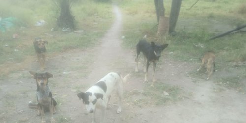Aumentan casos de perros abandonados en el Llano