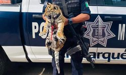 Detienen en Querétaro a pareja con armas de fuego y un tigre