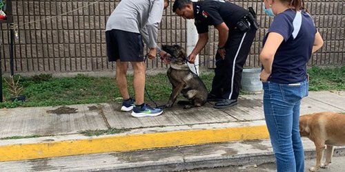Policías rescatan perro perdido, y lo entregan a sus dueños