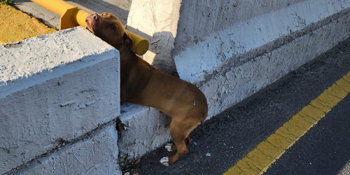 Agentes municipales rescatan a un perrito en avenida Salvador Nava Martínez