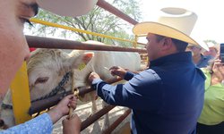 Alcalde Urbiola inició campaña para erradicar la rabia paralítica en el ganado