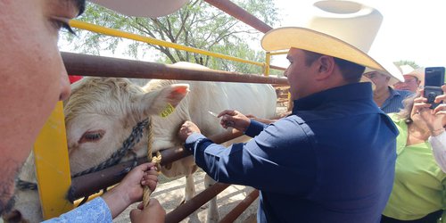 Alcalde Urbiola inició campaña para erradicar la rabia paralítica en el ganado