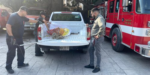 Entregaron a Profepa coyote atropellado por taxista en Pastora.