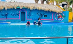 Pacientes de UBR de Villa de Reyes reciben delfinoterapia en Guanajuato