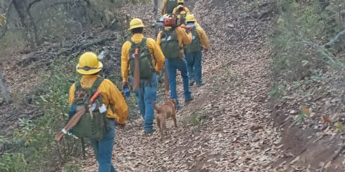 Más de 50 kilómetros de trabajos de prevención ha realizado la brigada Red Fox