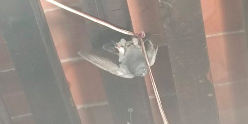 Rescatan una paloma que estaba atorada de un cable en área de cajeros de CDFDZ