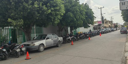 Gobierno Municipal coordina esfuerzos para mantener árboles en zona urbana
