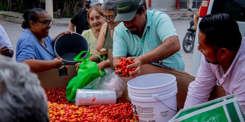 Alcalde Rodolfo Loredo entrega tomatito cherry a familias de Ciudad Fernández