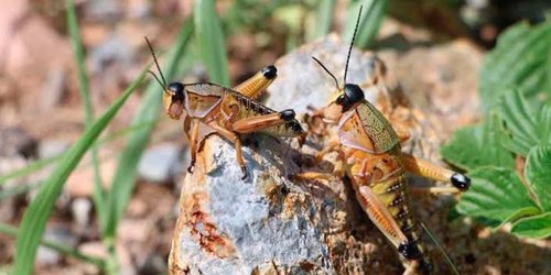 Operativo ecológico para controlar plaga de insectos saltadores en SLP