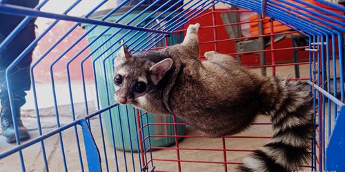 Bomberos de Rioverde rescatan cacomixtle en el fraccionamiento Los Sauces