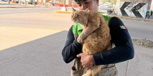Rescatan a gato en puente vehicular de Soledad de Graciano Sánchez