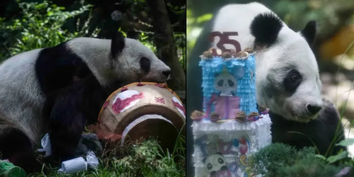 Adiós, Xin Xin: cuándo y dónde ver a la última panda mexicana en Chapultepec en su etapa final de vida