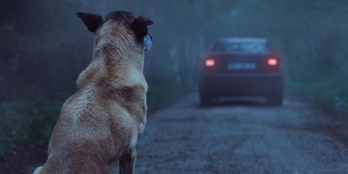 Aumentan multas para personas que abandonen animales domésticos