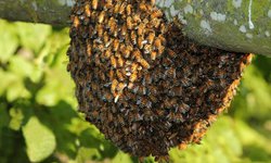 Llaman a la población a no destruir enjambres de abejas