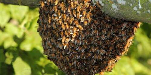 Llaman a la población a no destruir enjambres de abejas