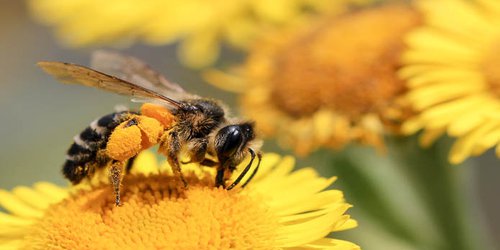 Nos vamos a acabar las abejas, pero no el dragón amarillo: especialista
