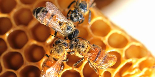 Científicos de la UNAM recomiendan tomar propóleo para prevenir Covid-19