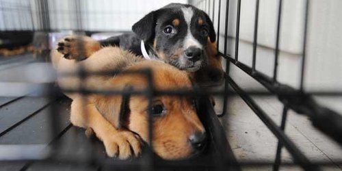 Hay poco interés en la adopción de mascotas; la gente prefiere perros “de raza”