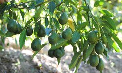 Agricultores comienzan a cambiar cultivo de naranja por el aguacate