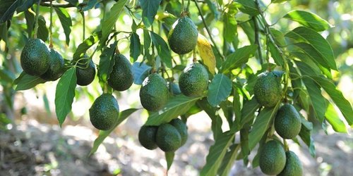 Agricultores comienzan a cambiar cultivo de naranja por el aguacate