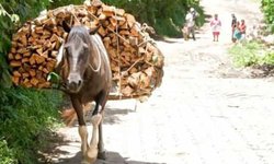 Incluirán animales de carga en Ley de Protección Animal del Estado