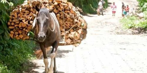 Incluirán animales de carga en Ley de Protección Animal del Estado