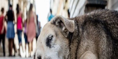 Fortalecerán acciones para ayudar a perros y gatos en situación de calle