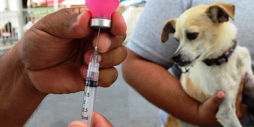 Vacunación antirrábica se aplicará en dos etapas