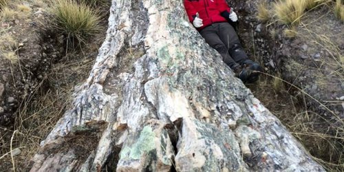 Fósil de árbol de 10 millones de años es hallado en Los Andes peruanos