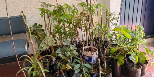 Donan arbolitos como "pata de vaca" para tratar la diabetes, en Ecología Municipal