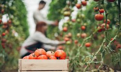 Con amparos, productores de tomate libran aranceles de Estados Unidos