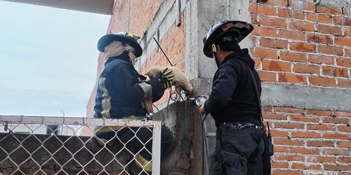Bomberos de Ciudad Fernández rescatan a gatito herido en El Refugio