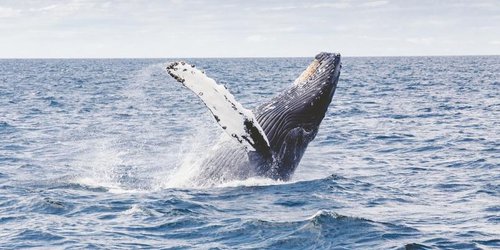 Científicos de todo el mundo advierten pronta extinción de ballenas, delfines y marsopas