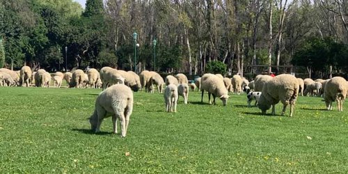 Rehabilitación del parque Tangamanga no afecta ni flora ni fauna: SEDARH