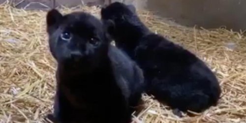 Nacieron dos cachorros de pantera en zoológico de Morelia