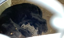 Nacen dos crías de jaguar en la UMA del Parque Tangamanga