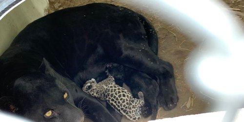Nacen dos crías de jaguar en la UMA del Parque Tangamanga