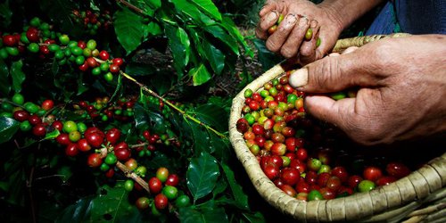 Refuerzan acciones de la campaña contra plagas del cafeto