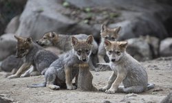 Buscan nombres para lobitos mexicanos que nacieron en el Zoológico Chapultepec