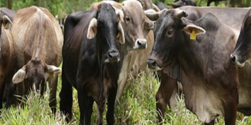 Buscan detonar crianza de búfalo como alternativa a demanda de carne y leche