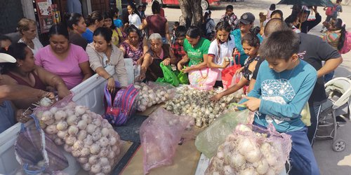 DIF Rioverde entrega cebollas a familias de colonias y comunidades