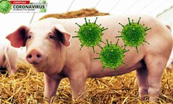 China encuentra nuevo virus G4-EA-H1N1 que tiene riesgo de pandemia, advierten