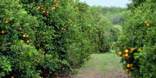 Preparan ruta de agroturismo para promocionar a Ciudad Fernández