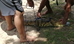 Capturan y resguardan cocodrilo en presa del ejido El Sabino de Ciudad Valles